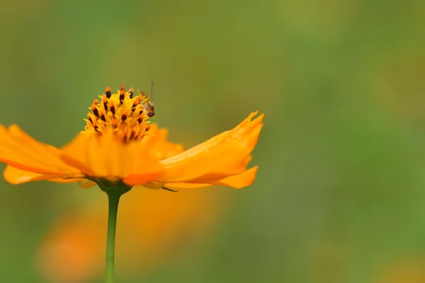 Fleur jaune — Photo