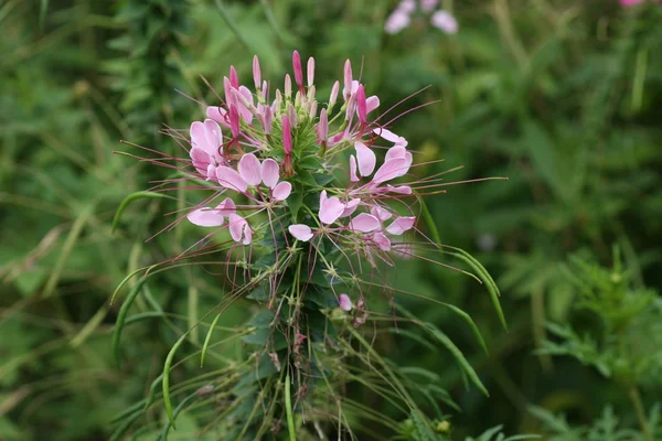 Spider blomma — Stockfoto