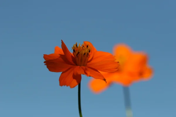 Flor margarida — Fotografia de Stock