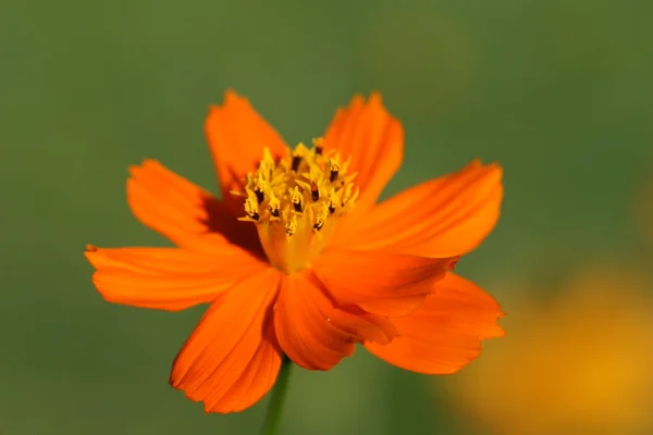 데이지 꽃 — 스톡 사진