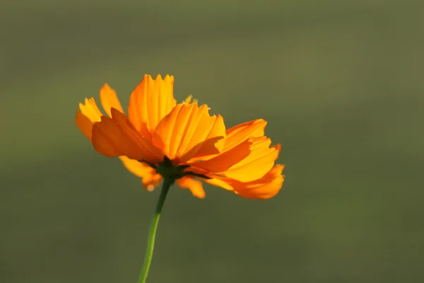 Flor de margarita —  Fotos de Stock