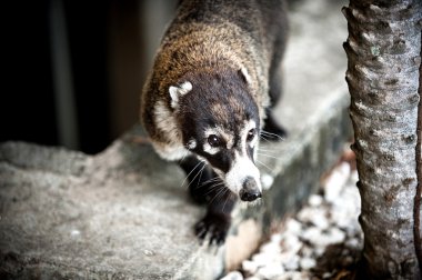 Coati in Costa Rica clipart