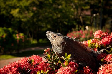 Iguana on top clipart