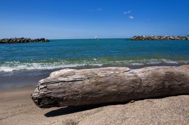 Driftwood on beach clipart