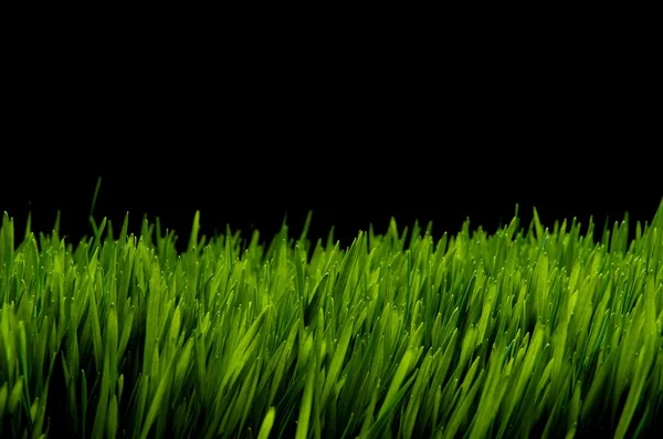 Green Grass against black background — Stock Photo, Image