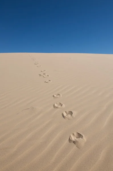 stock image Footprints in the sand with a blue sky