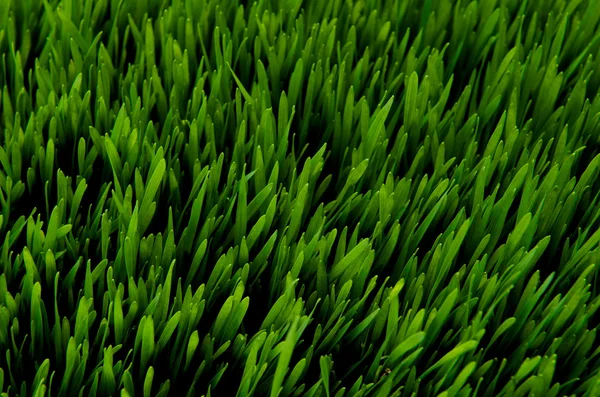 stock image Green Grass