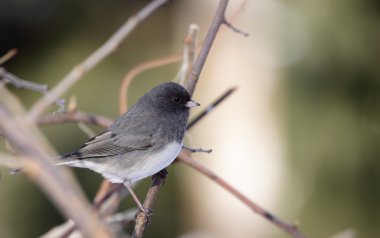 tünemiş junco