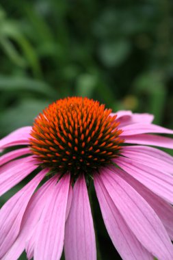 Coneflower