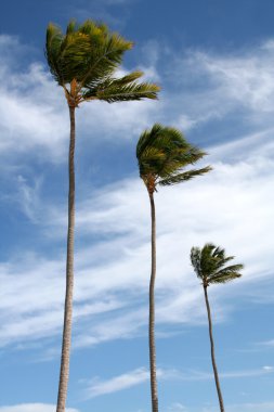 Three Palm Trees Isolated on Blue clipart