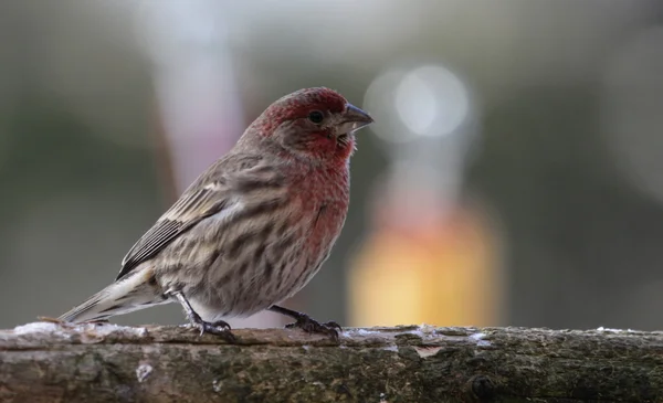Patient House Finch — Stock Photo, Image