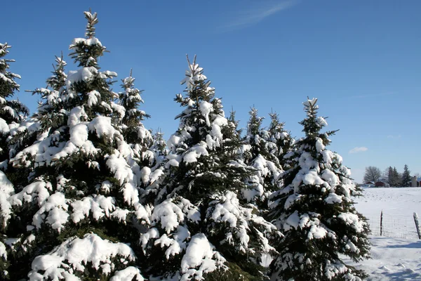 Snö täckta evergreens — Stockfoto