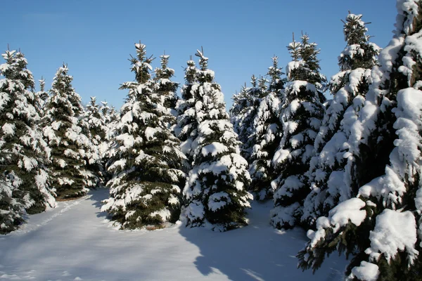 雪に覆われた常緑樹 — ストック写真