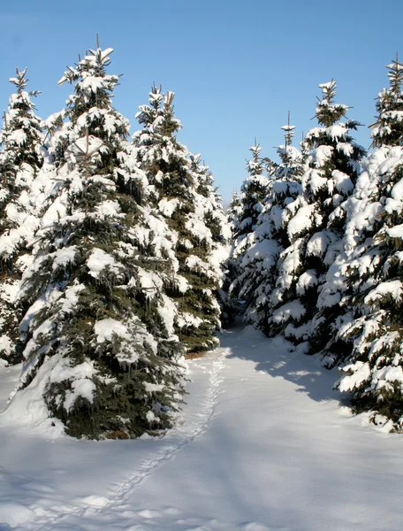 Снежный вечнозелёный путь — стоковое фото