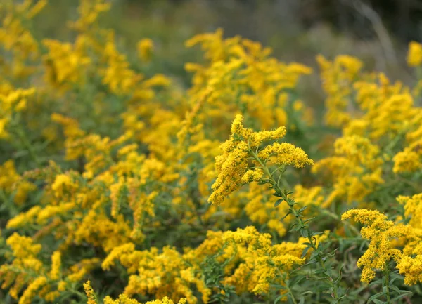 Golden Rod Patch — Stock Photo, Image