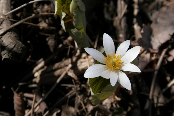 Fehér tavaszi virág — Stock Fotó