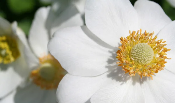 Fehér és sárga virágok — Stock Fotó