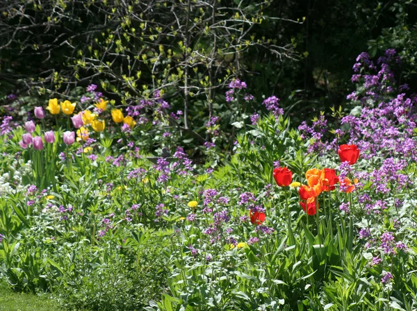 Wiosna w ogrodzie — Zdjęcie stockowe