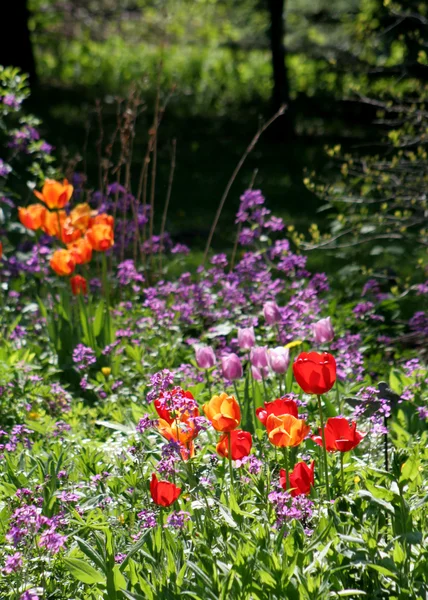 Tulipani soleggiati — Foto Stock