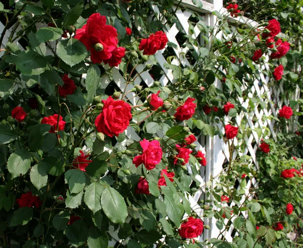 Rosa roja Trellis —  Fotos de Stock