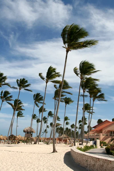 Wiatr ogarnęła palm tree resort — Zdjęcie stockowe