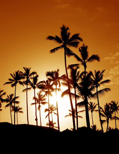 Silhouette di palma da cocco — Foto Stock
