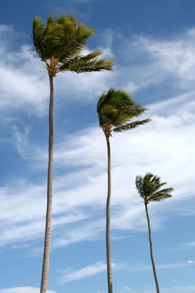 Tre palme isolate su blu — Foto Stock