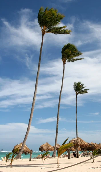 Tre höga palmer — Stockfoto