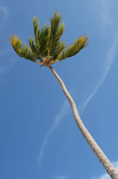 Enda tropiska palm tree — Stockfoto