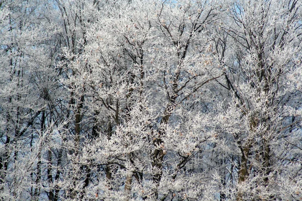 Frostat träd scenic — Stockfoto