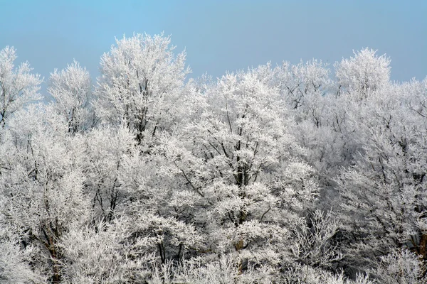 Frostiga skog — Stockfoto