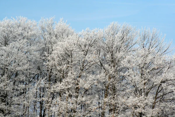 Frost Splendor — Stock Photo, Image