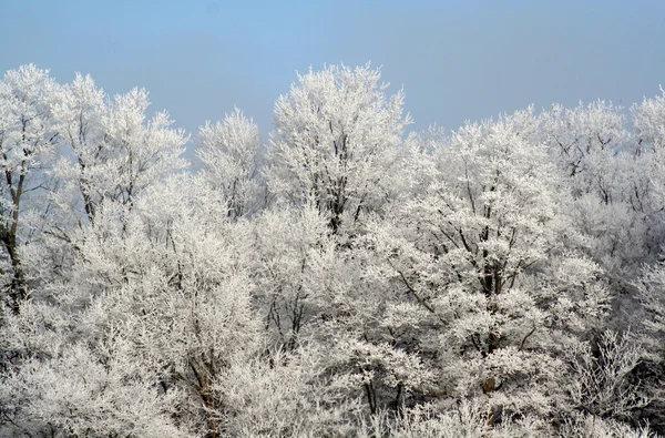 얼어붙은 숲 — 스톡 사진