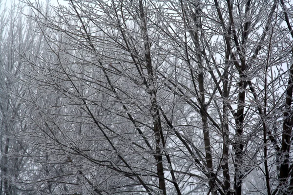 얼음 나무 — 스톡 사진