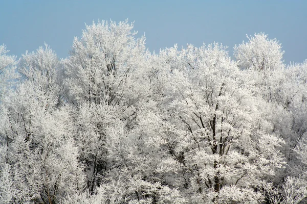 Frost omfattas skog — Stockfoto