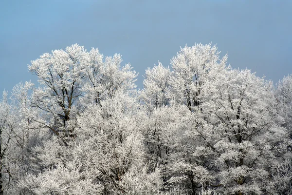 Winter Wonderland Treeline — Stockfoto
