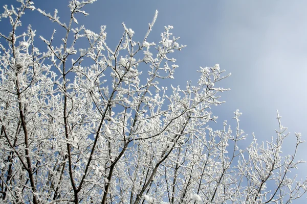 Frost Covered Branches — Stock Photo, Image