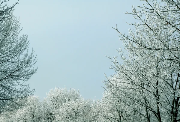 Сніжне дерев — стокове фото