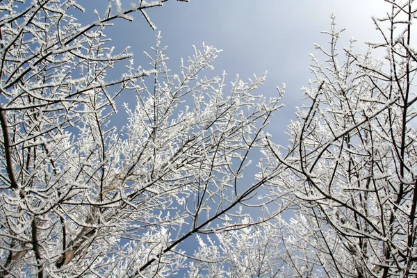 Branches nevados sobrecarga — Fotografia de Stock