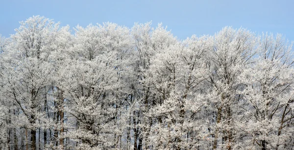 Frostbedeckter Baumstreifen — Stockfoto