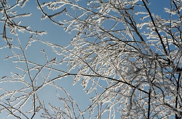 Sunlit Frosty Branches — Stock Photo, Image