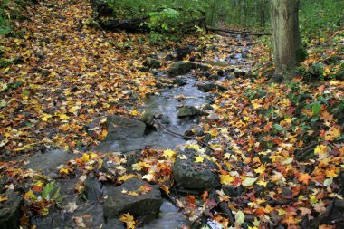 Autumn Stream clipart