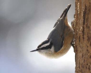 Sitting Red-breasted Nuthatch clipart