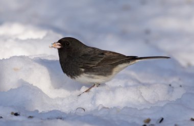 Aç junco