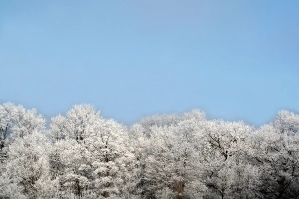 Frozen Treeline — Stock Photo, Image