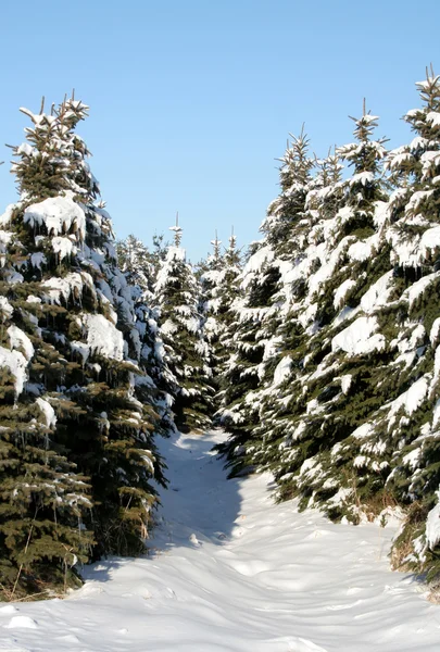 Снежный вечнозелёный путь — стоковое фото