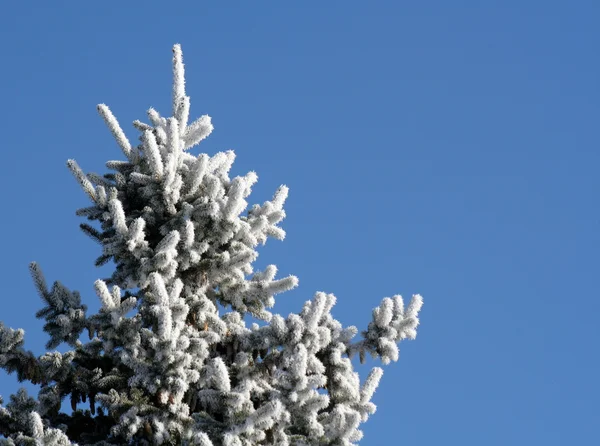 Frostiga vintergröna topp — Stockfoto