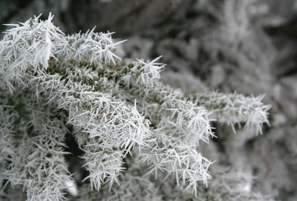 Frosted Pine Branch — Stock Photo, Image
