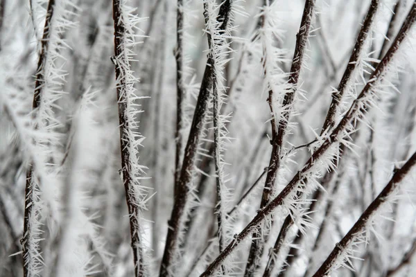 Frost tüskék — Stock Fotó