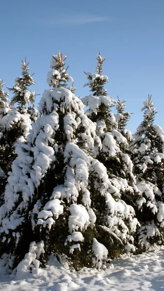 Snöiga vintergröna grupp — Stockfoto
